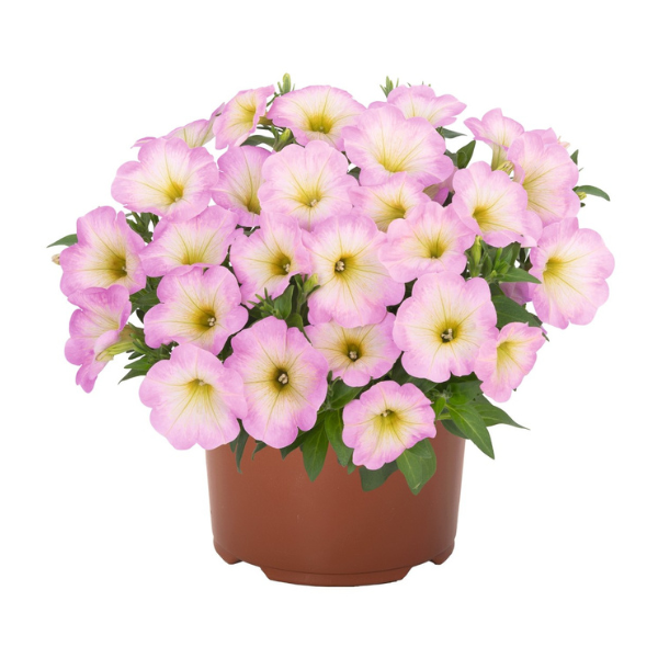 Petunia hybrida 'Potunia Plus Baby Pink'