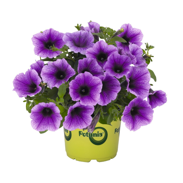 Petunia hybrida 'Potunia Plus Denim'