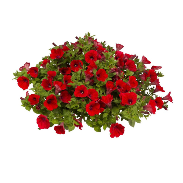 Petunia hybrida 'Surprise Neon'