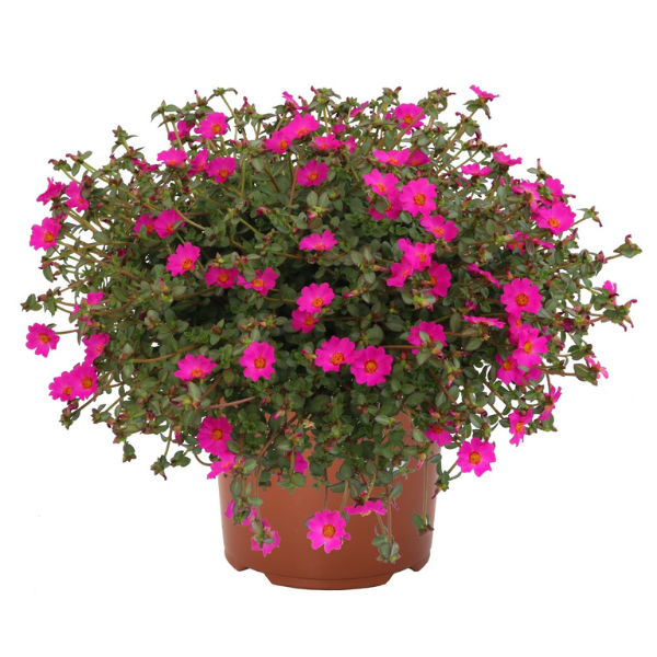 Portulaca oleracea 'Cupcake Upright Lavender'