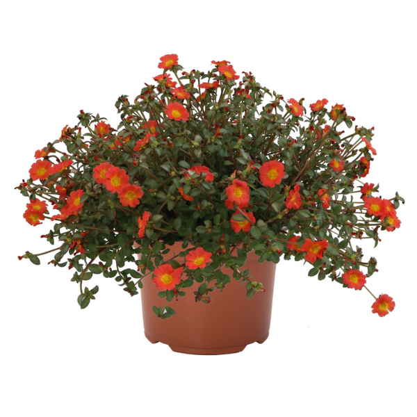 Portulaca oleracea 'Cupcake Upright Orange Zest'