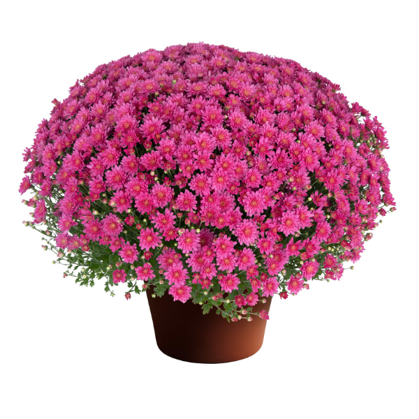 Mum chrysanthemum x morifolium 'Jacqueline Pink Improved'