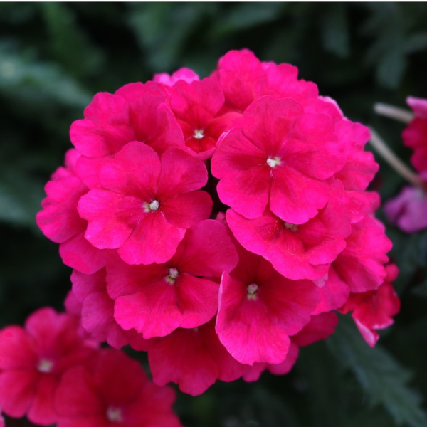 Verbena hybrida 'Empress Sun Cherry'