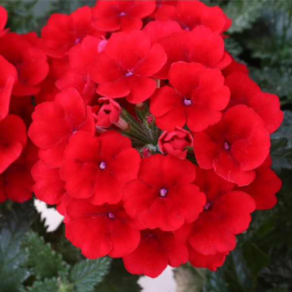 Verbena hybrida 'Empress Sun Red'