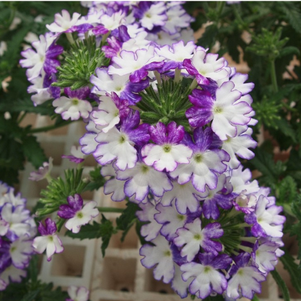 Verbena hybrida 'Wicked Cool Blue'