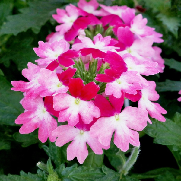 Verbena hybrida 'Wicked Hot Pink'