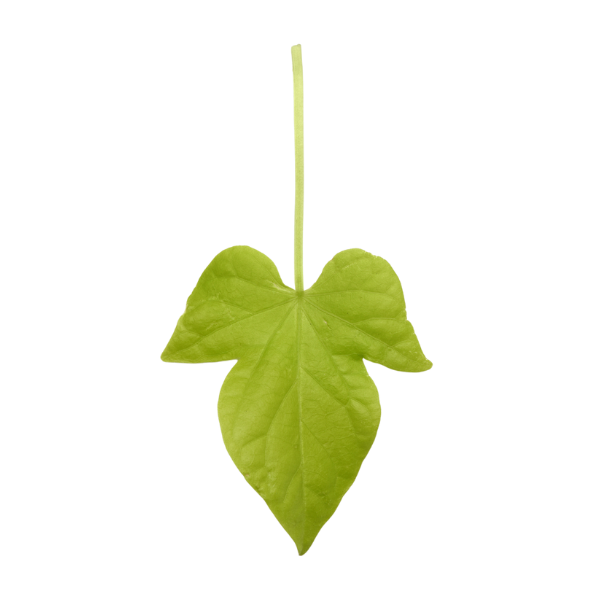 Ipomoea batatas 'Spotlight Heart Lime'