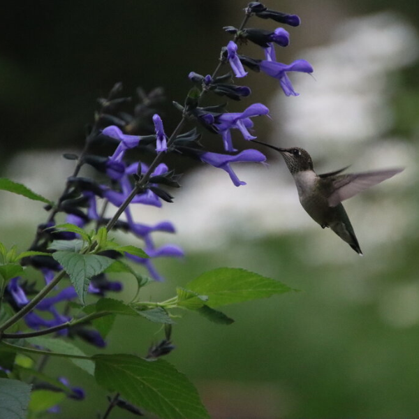 Salvia hybrida 'Rockin Blue Suede Shoes'