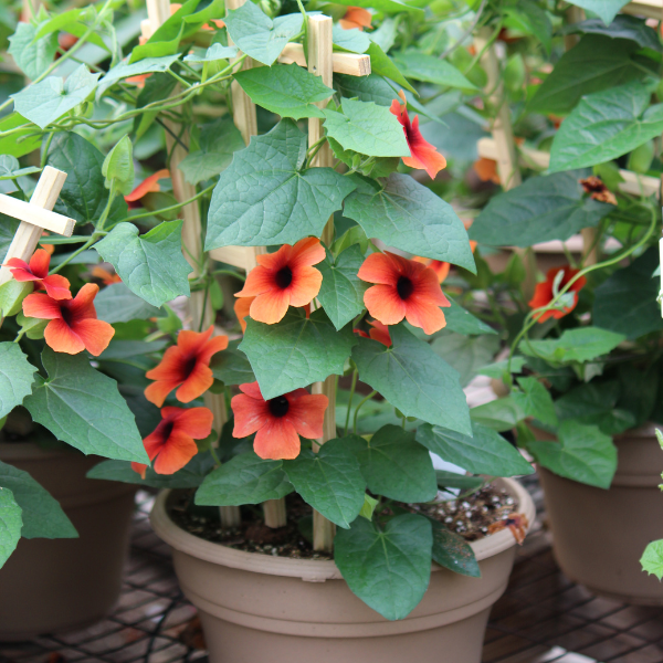 Thunbergia alata 'Arizona Glow'