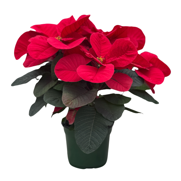 Poinsettia euphorbia pulcherrima 'Christmas Mouse Red'