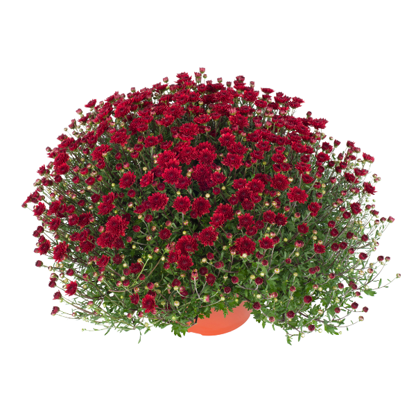 Mum chrysanthemum x morifolium 'Mila Red'