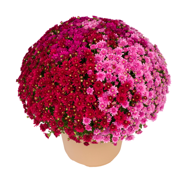 Mum Combo 'Combo#23'