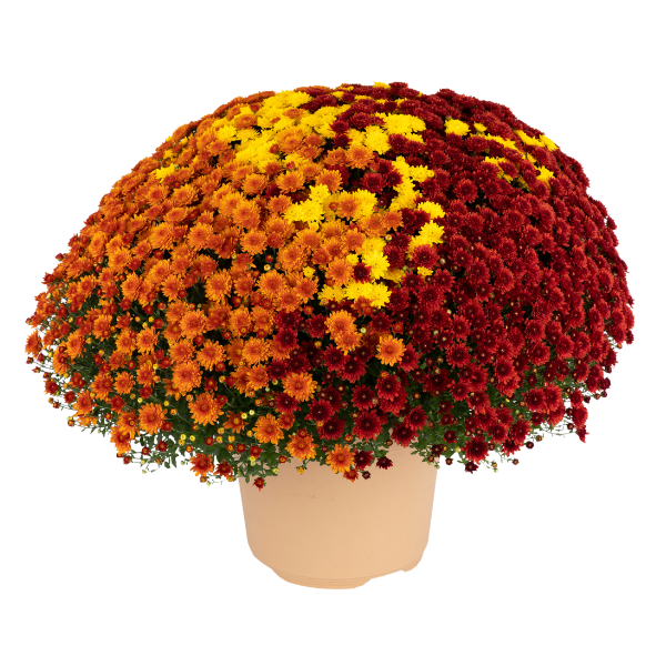 Mum Combo 'Combo#24'