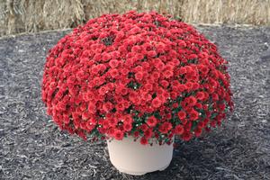 Mum chrysanthemum x morifolium 'Tabitha Scarlet'