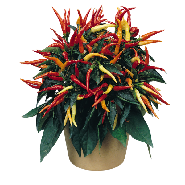Ornamental Pepper capsicum annuum 'Medusa'