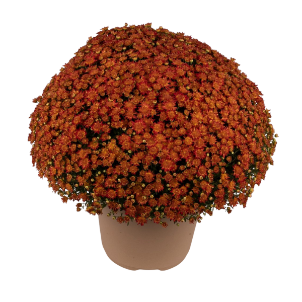 Mum chrysanthemum x morifolium 'Autumn Sunset'