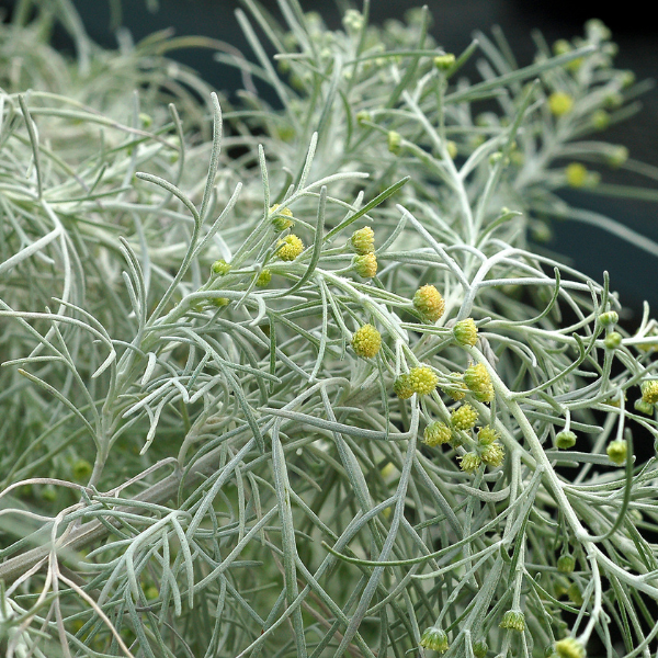 Artemisia ludovicianai 'Makana Silver'