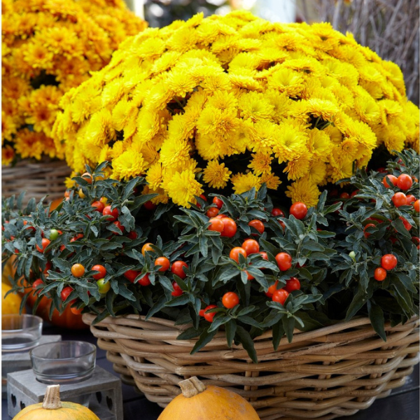 Mum chrysanthemum x morifolium 'Desire Golden'