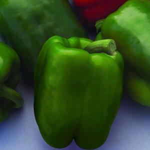 Peppers Better Belle IV | Lucas Greenhouses