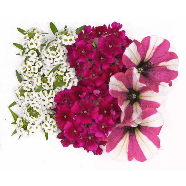 Confetti Garden 'Glossy Cherry'