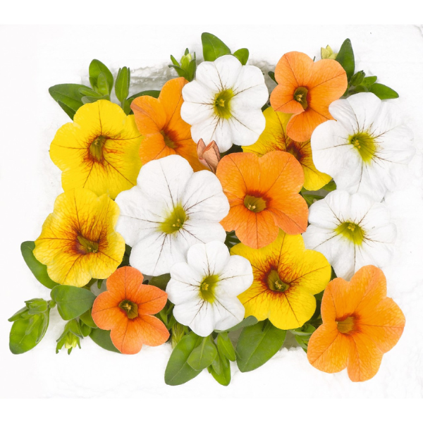 Confetti Garden 'Hawaiian Fruit Bowl'