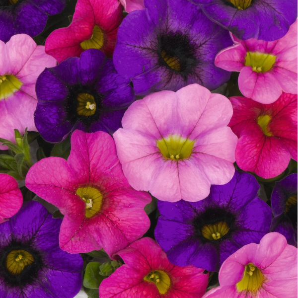 Confetti Garden 'Hawaiian Kona Flamingo'