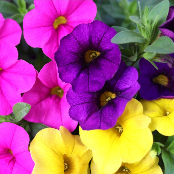 Confetti Garden 'Hawaiian Nani Nouveau'