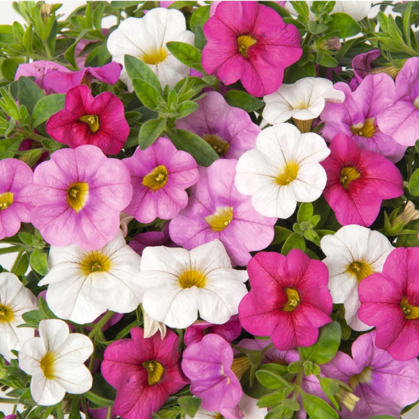 Confetti Garden 'Hawaiian Pink Fusion'