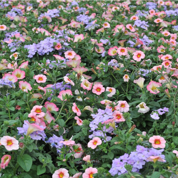 Confetti Garden 'Lavender Spring'