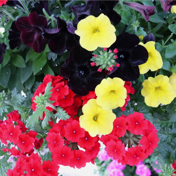 Confetti Garden 'Oktoberfest'