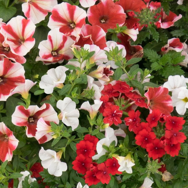 Confetti Garden 'Peppermint Candy'