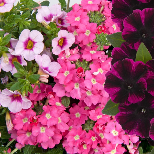 Confetti Garden 'Pirate's Beauty'