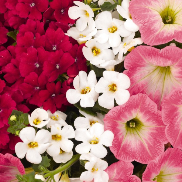 Confetti Garden 'Pismo Beach'