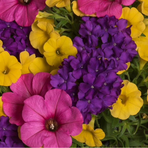 Confetti Garden 'Season Opener'
