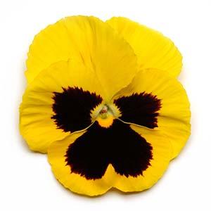 Pansy viola x wittrockiana 'Delta Premium Yellow Blotch'