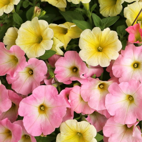 Confetti Garden 'Sundance'