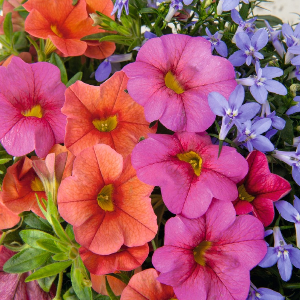 Confetti Garden 'Water Wheel'