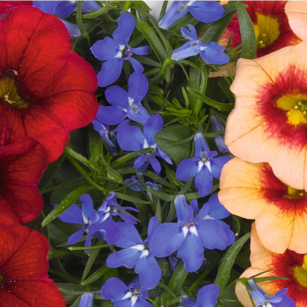 Confetti Garden 'Waterbury'