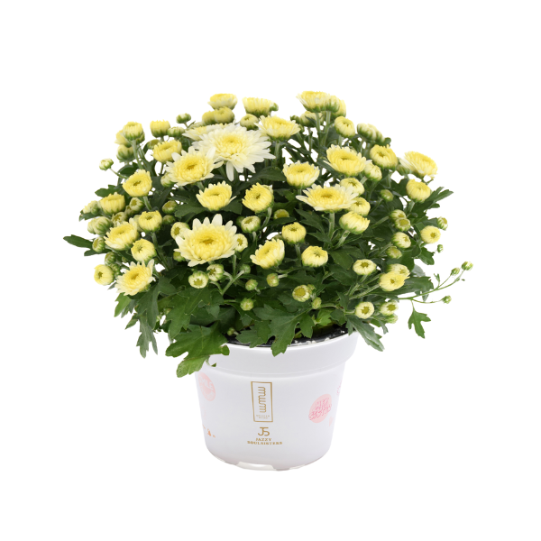 Mum chrysanthemum x morifolium 'Soul Sister White'