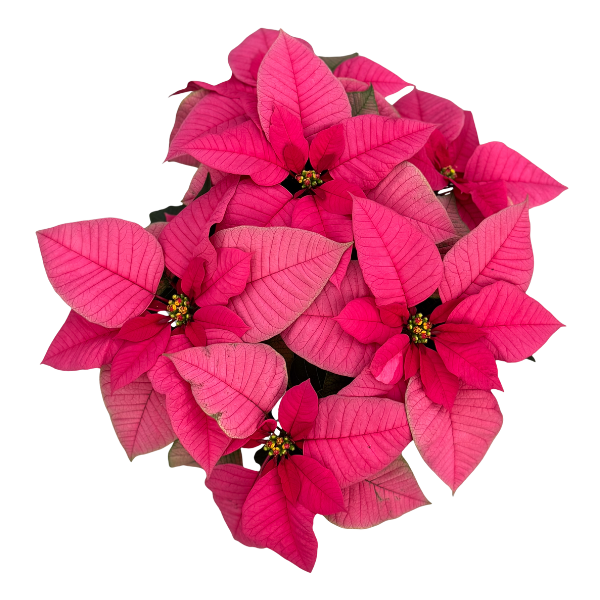 Poinsettia euphorbia pulcherrima 'Superba Pink'