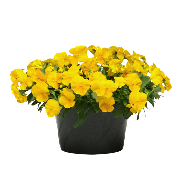 Pansy Viola x wittrockiana 'Cool Wave Golden Yellow'