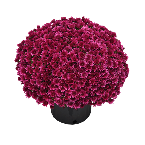 Mum chrysanthemum x morifolium 'Milkshake Cherry Purple'