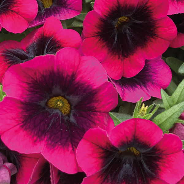 Calibrachoa hybrida 'Dracula'