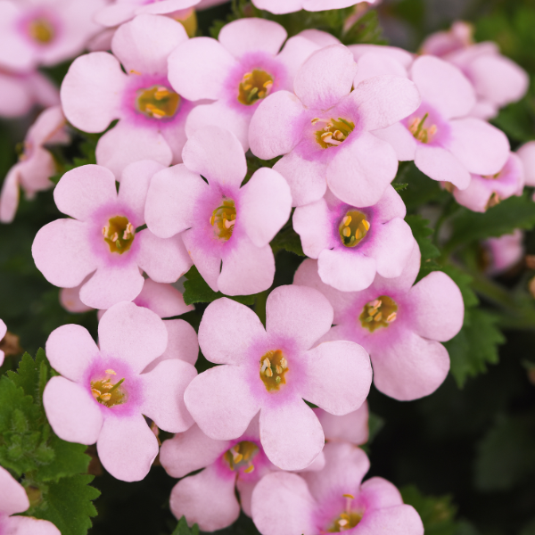 Bacopa sutera cordata 'Big Falls Pink + Rose Eye'