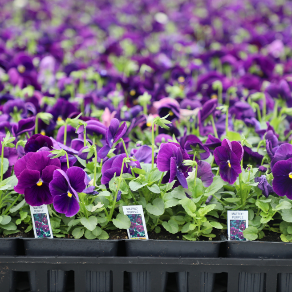 Pansy viola x wittrockiana 'Matrix Purple'