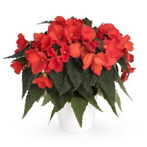 Begonia hybrida 'Florencio Orange'