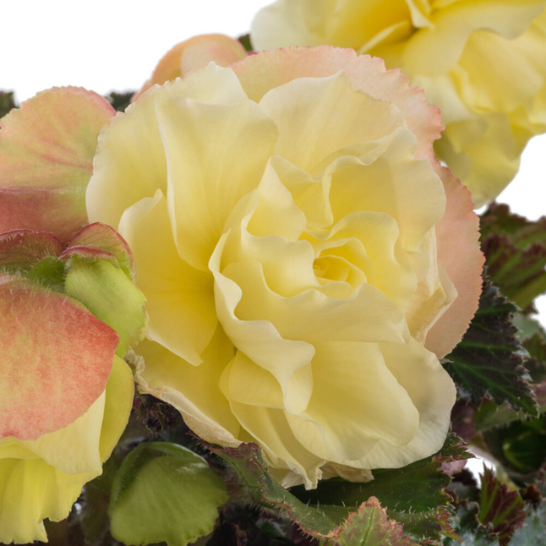 Begonia hiemalis 'Fragrant Falls Lemon'