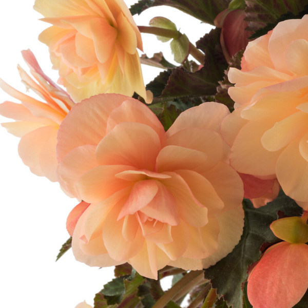 Begonia hiemalis 'Fragrant Falls Peach'