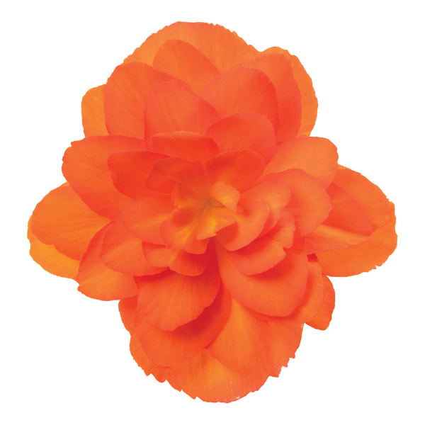 Begonia hybrida 'I'Conia Bacio Orange'