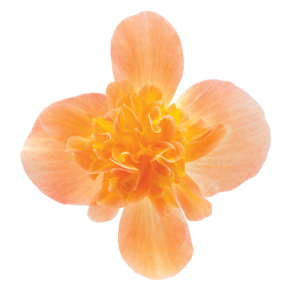 Begonia hybrida 'I'Conia Bacio Peach'